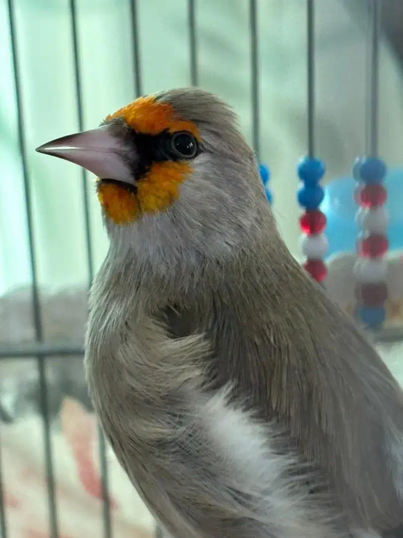 سهره کرمونی|پرنده|تهران, شهرک بوعلی|دیوار