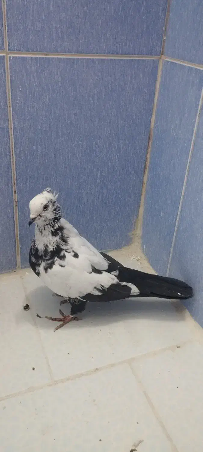 دم سیاه|پرنده|اسلام‌شهر, شهرک سعیدیه|دیوار