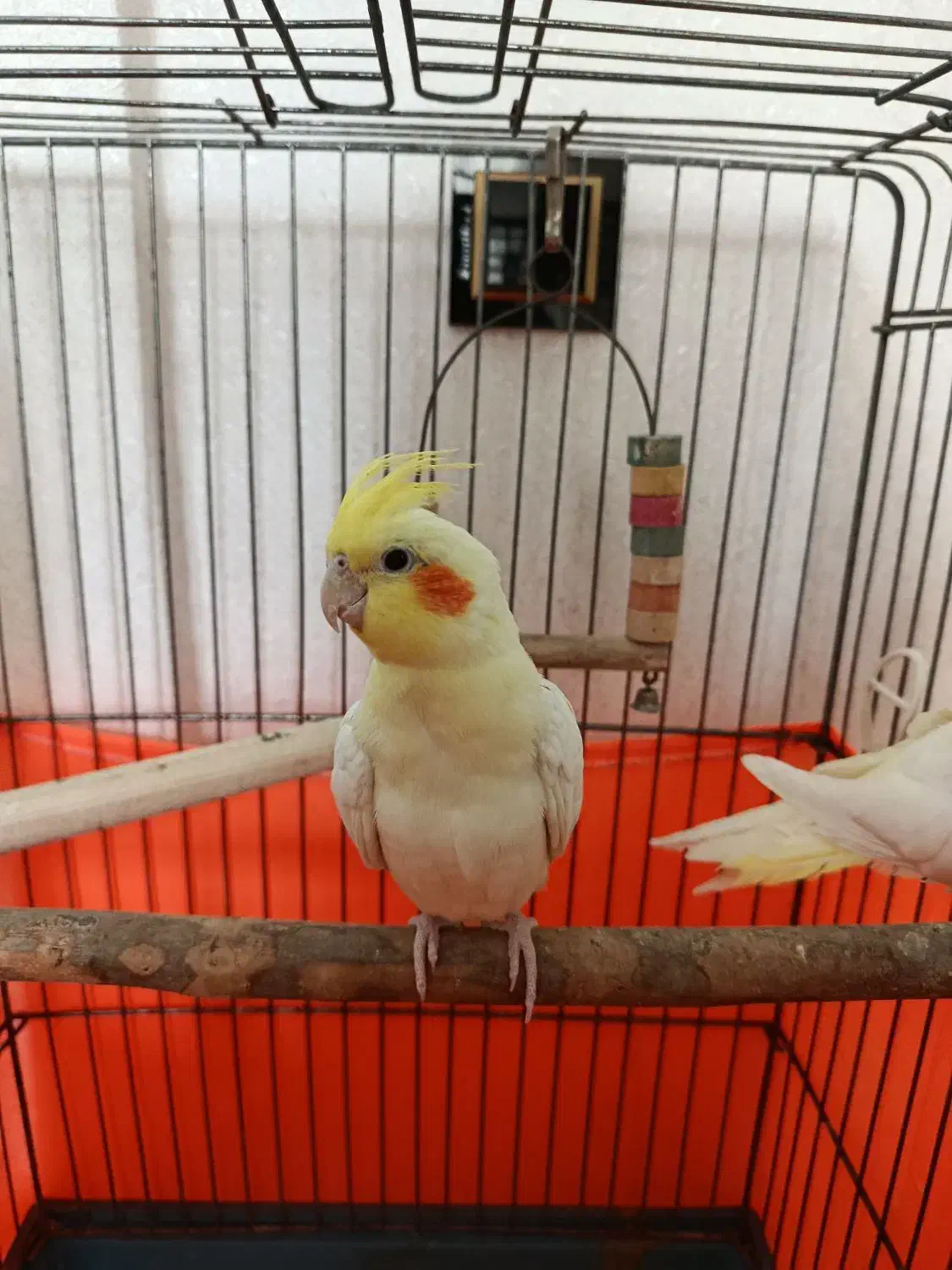 عروس هلندی لوتینو نر|پرنده|تهران, دولاب|دیوار