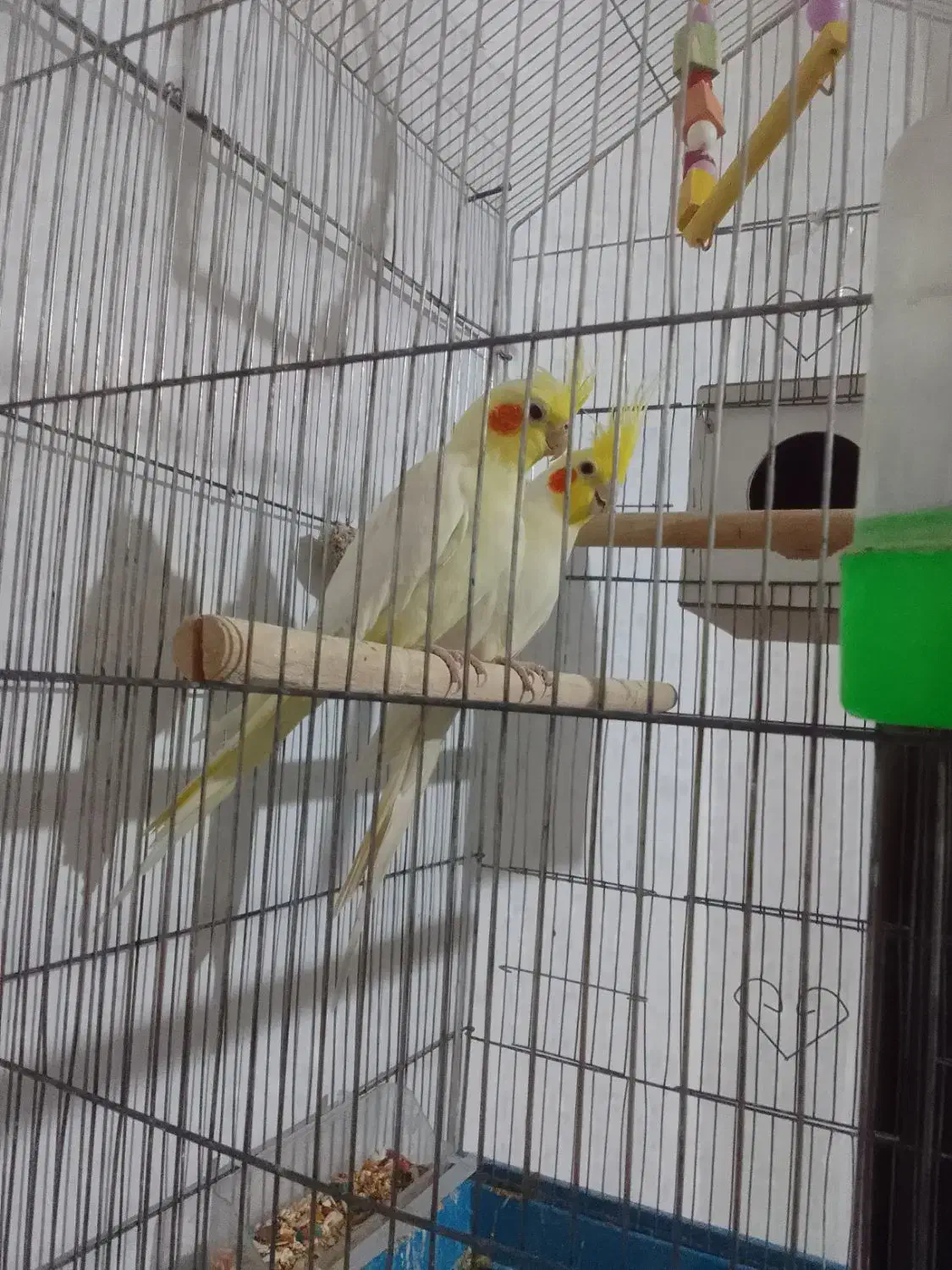 عروس هلندی جنس خوب تاج بزرگ|پرنده|فردوس (خراسان), |دیوار