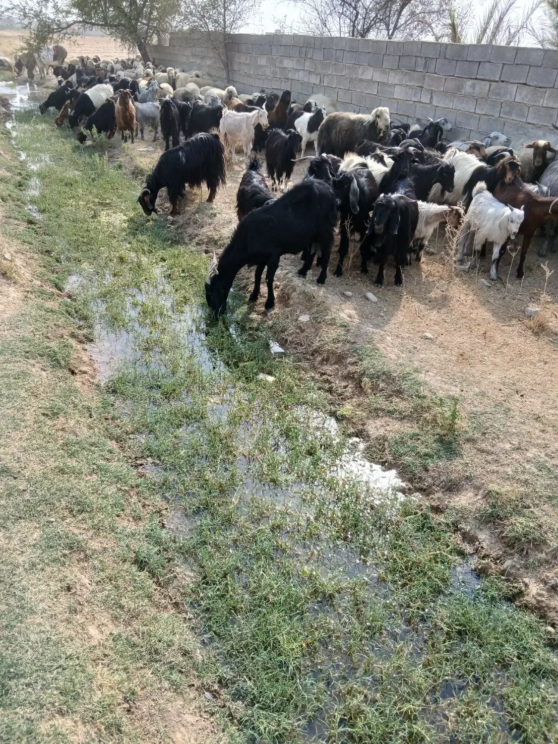 گم شدن یع عدد بز تیشتر|حیوانات|بهبهان, |دیوار