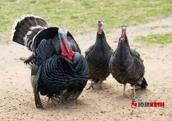 بوقلمون جفتی و خروس تعداد بالا فروشی|حیوانات مزرعه|کاشان, مشکات|دیوار