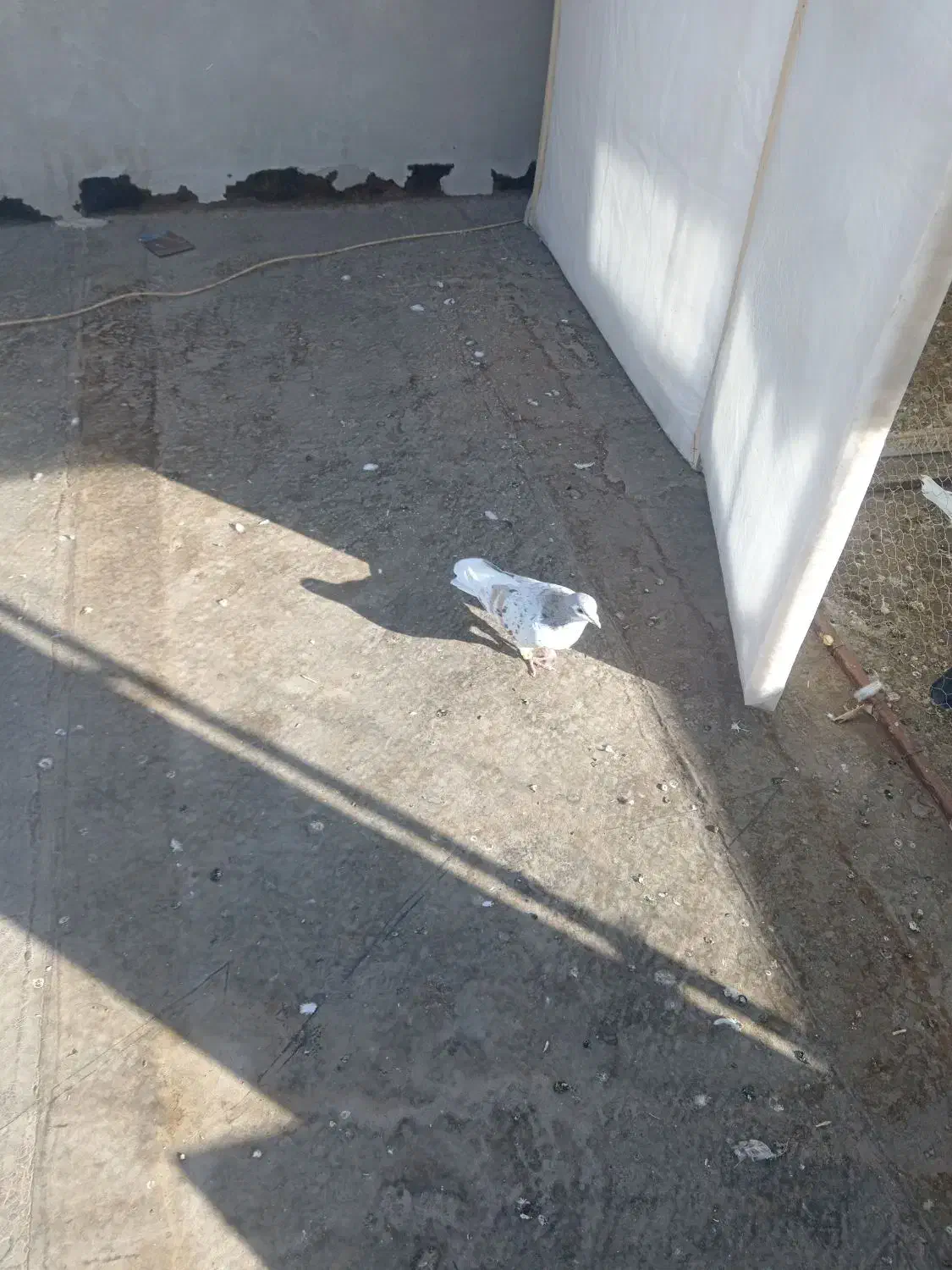 کبوتر گمشده|پرنده|تربت‌حیدریه, شهرک ولیعصر|دیوار