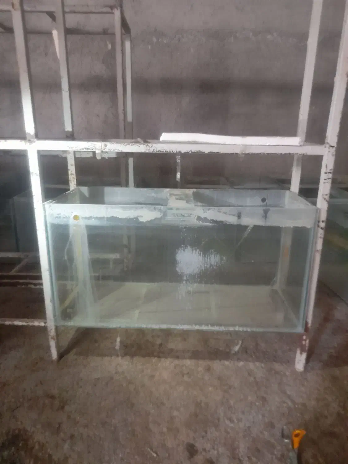 آکواریوم شیشه 6میل سکوریت|ماهی|کنگاور, |دیوار