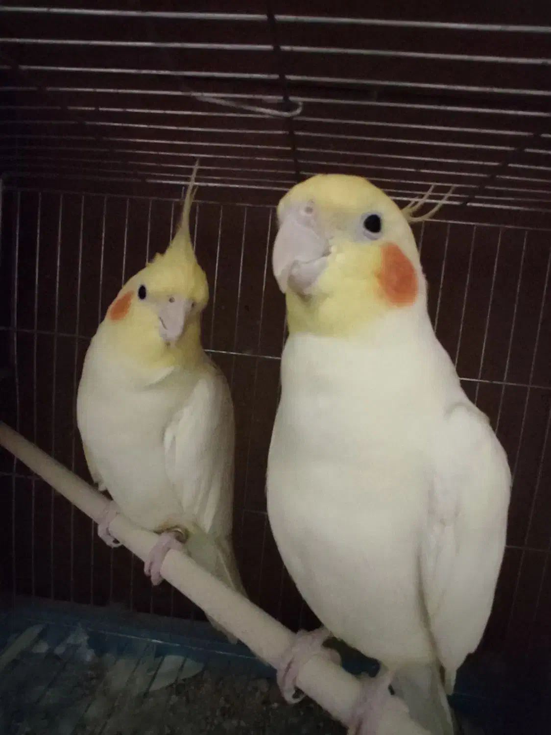 جفت عروس هلندی لوتینو|پرنده|تبریز, |دیوار