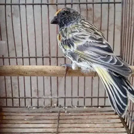 گلبسر|پرنده|شازند, |دیوار