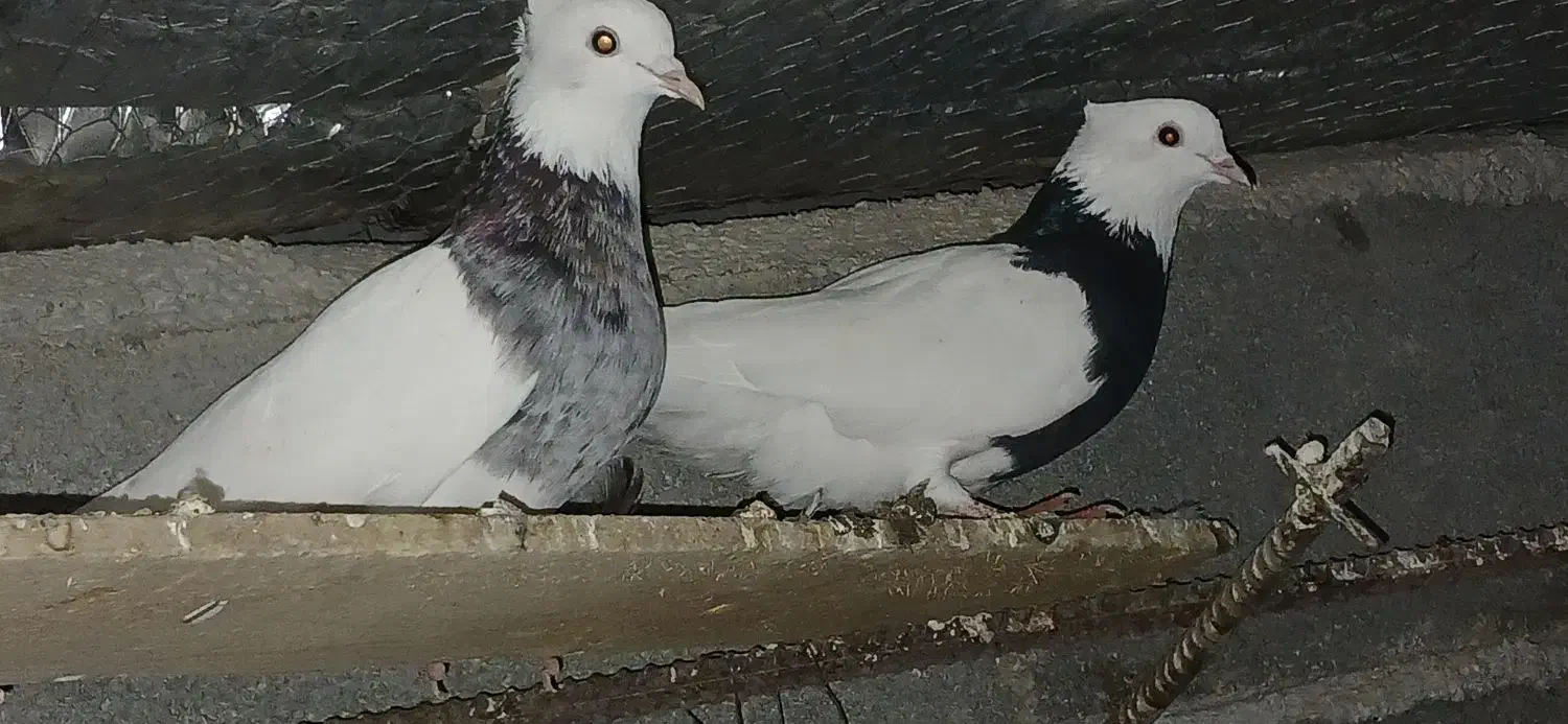 طوقی 22 عدد|پرنده|دشت ذهاب, |دیوار