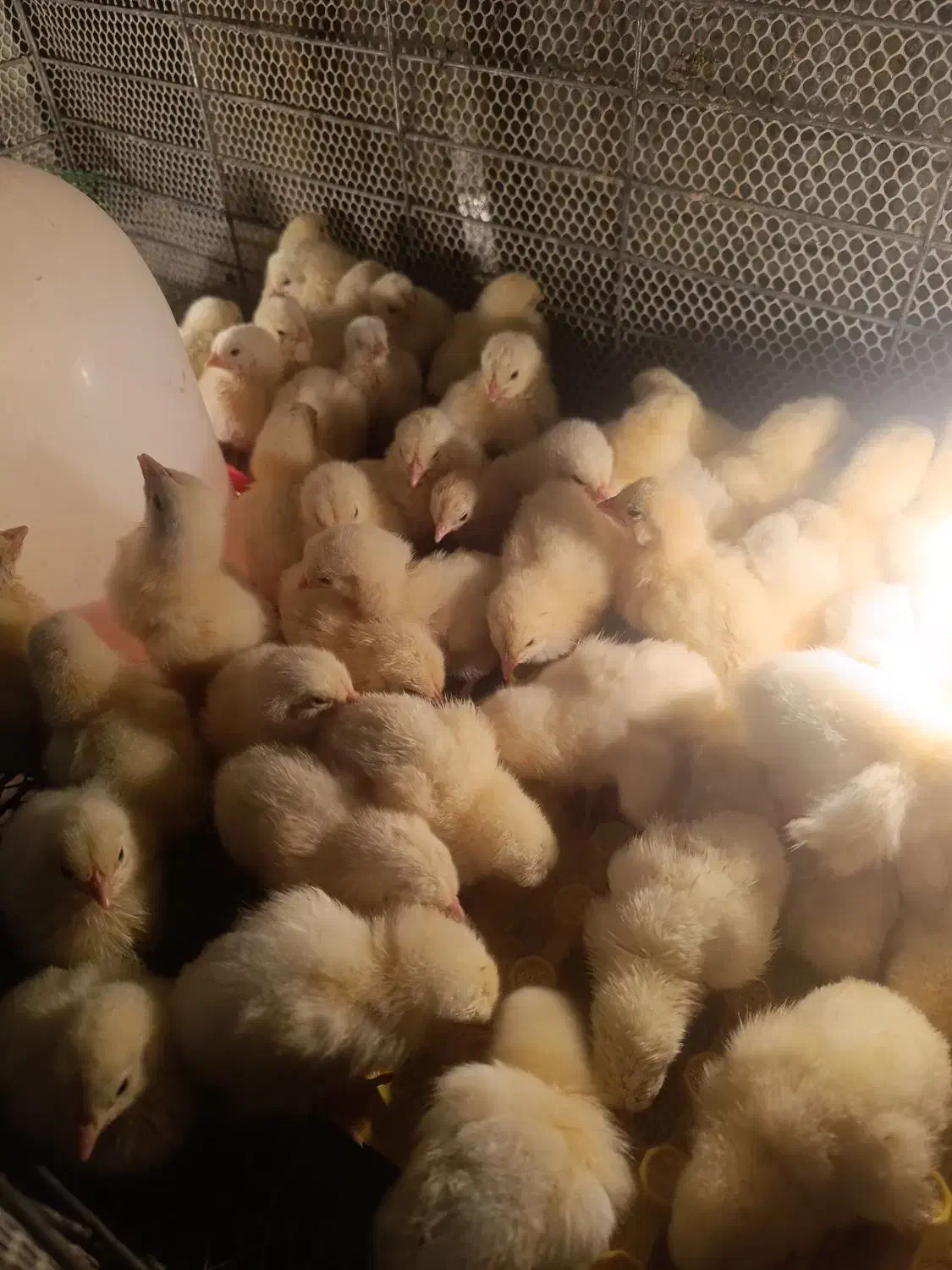 فروش جوجه مرغ گوشتی راس308|حیوانات مزرعه|رفسنجان, |دیوار