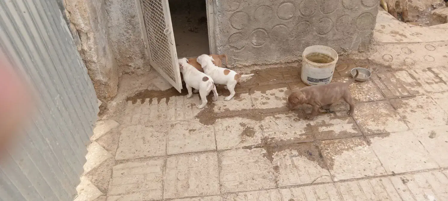 سگ پیت بول|سگ|شاهین‌شهر, نبوت|دیوار