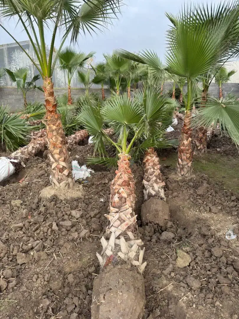 فروش عمده و خرده درخت پالم|گل و گیاه طبیعی|شیراز, گویم|دیوار