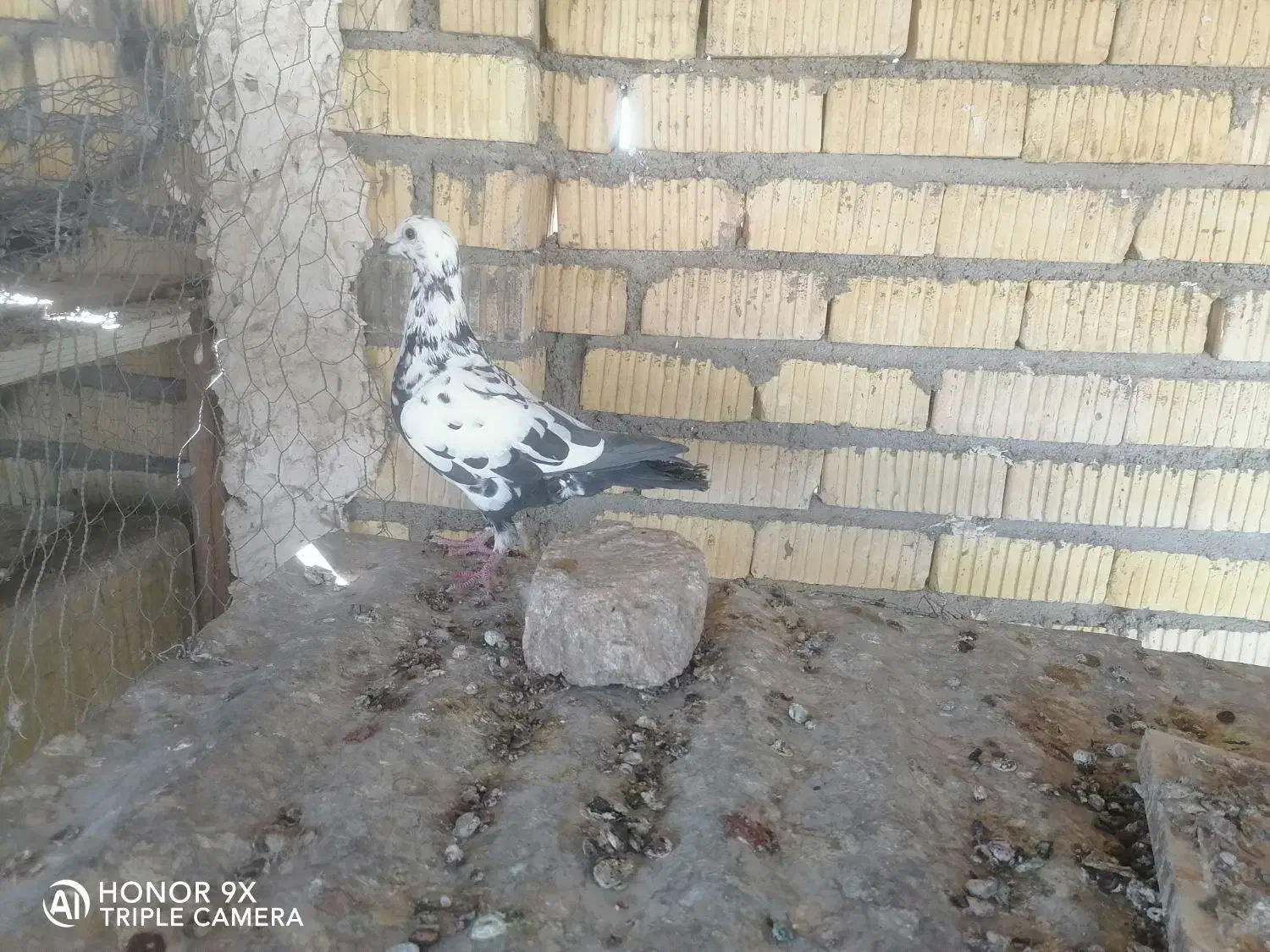 ماده دم سیاه سینه تخت جوان|پرنده|شیراز, زرهی|دیوار