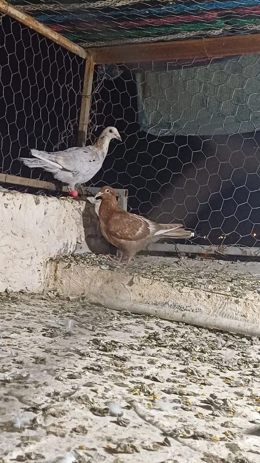 پرنده دوری دوری|پرنده|شوشتر, |دیوار