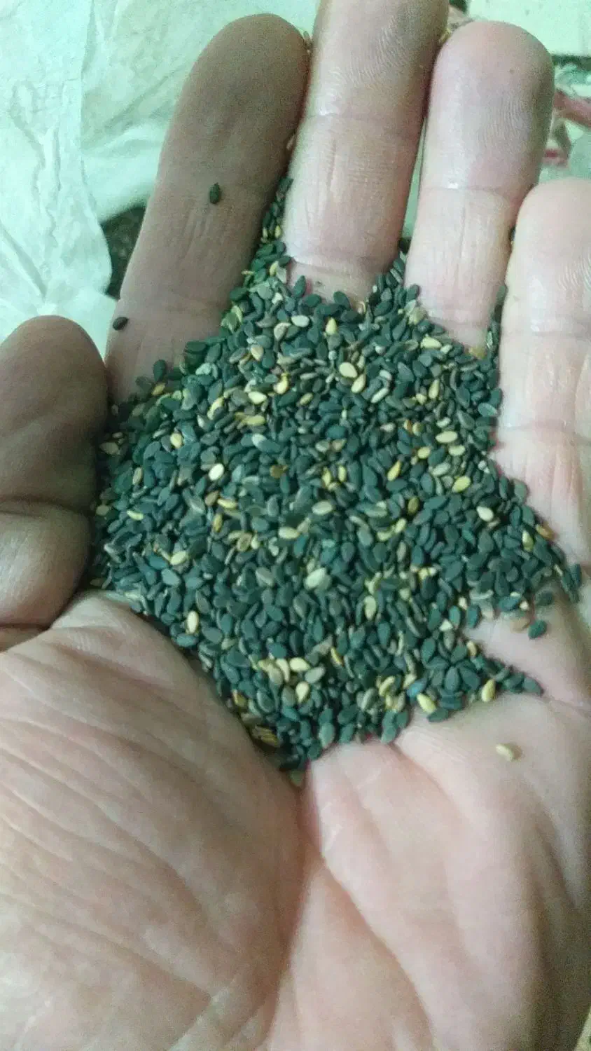 کنجدسیاه و سفید موجود هست|عمدهفروشی|اصلاندوز, |دیوار