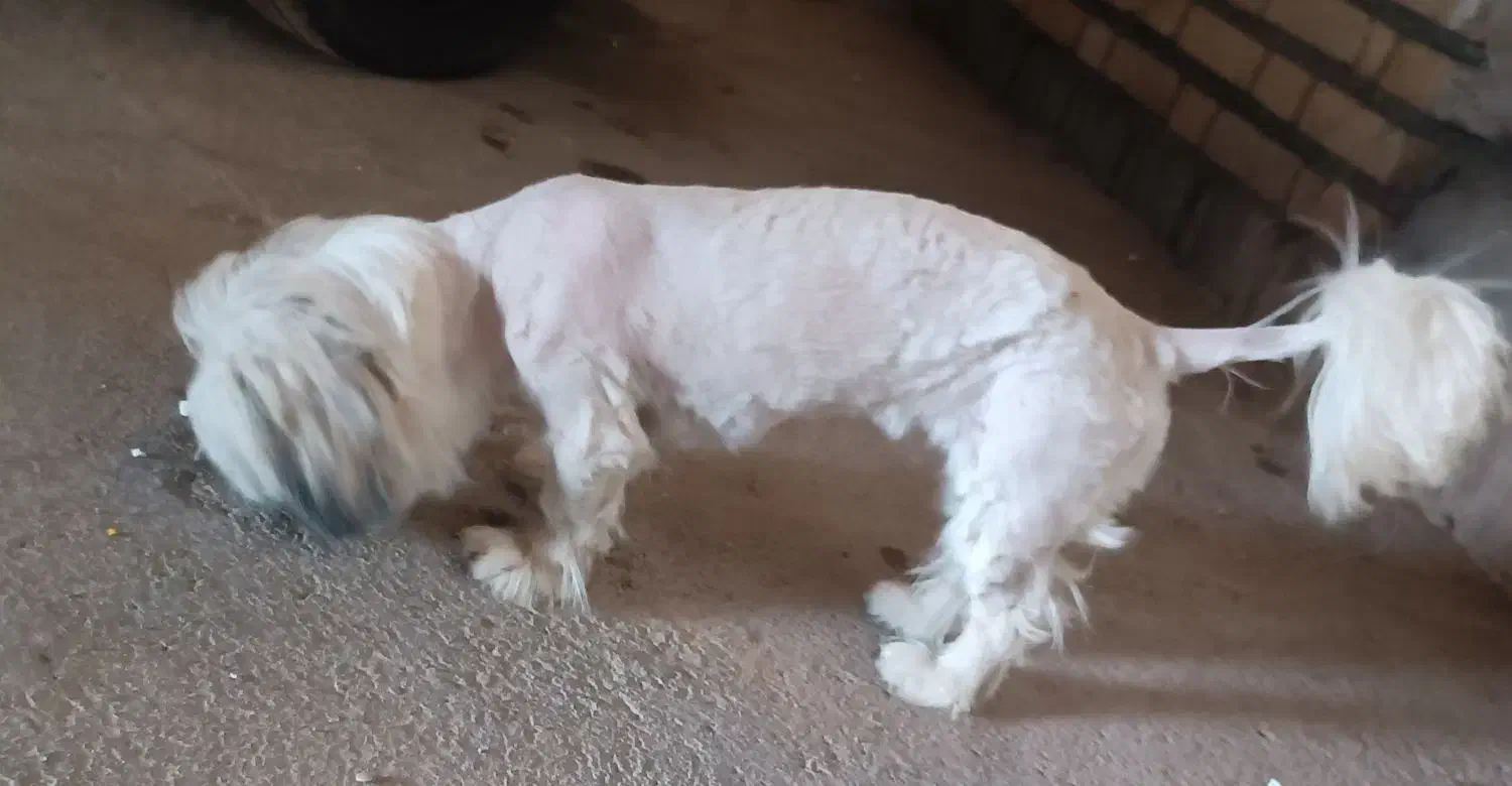 فروش یک قلاده سگ شیتزو|سگ|دزفول, |دیوار