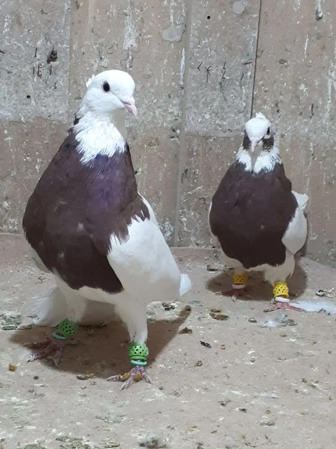 طوقی جفتی معاوضه|پرنده|مرودشت, ثبت احوال|دیوار