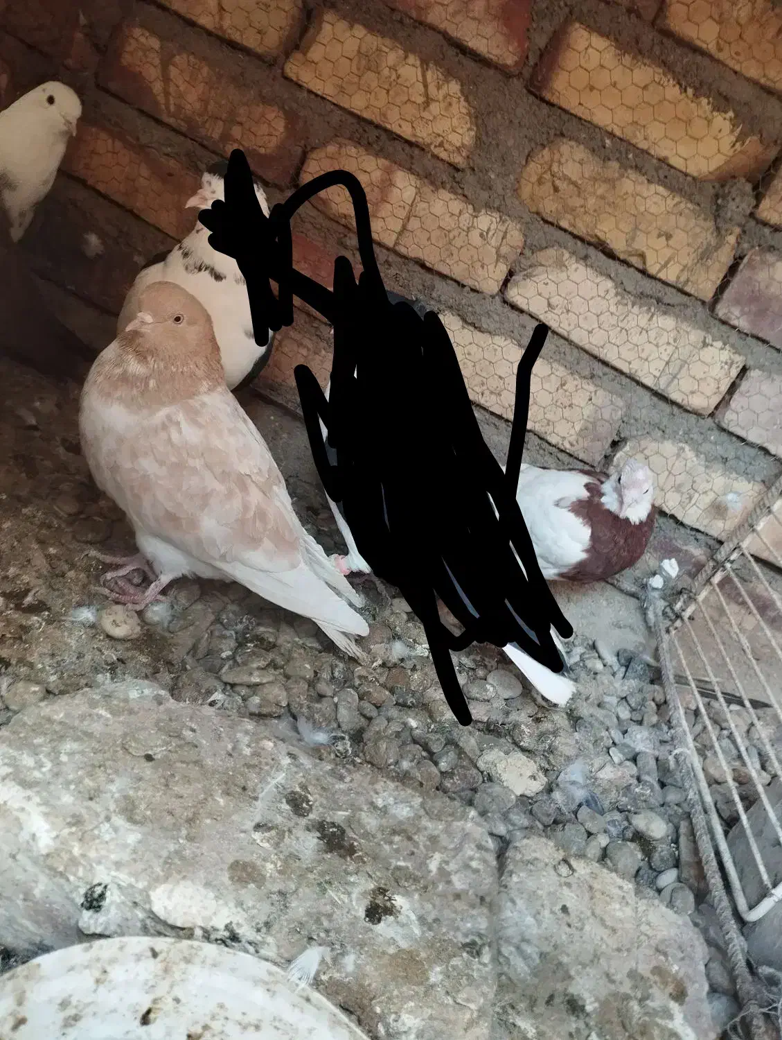 کفتر عالی|پرنده|هامون, |دیوار