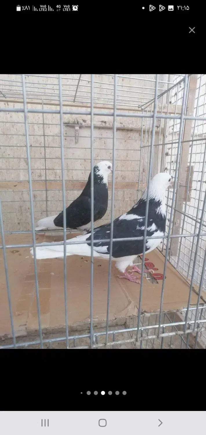 کبوترکشکلک وسروک پرشی و(محل بازدیدبلواراستقلال)|پرنده|اشکذر, |دیوار