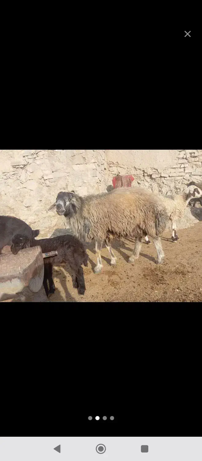 قوچ|حیوانات مزرعه|سرولایت, |دیوار