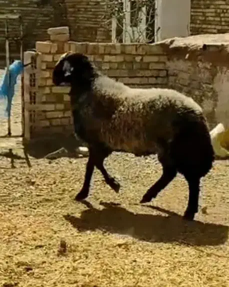 گوسفند نر|حیوانات مزرعه|اشنویه, |دیوار
