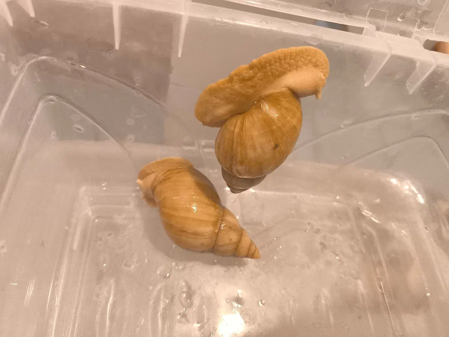 حلزون اچاتینا|خزنده|تهران, حکیمیه|دیوار