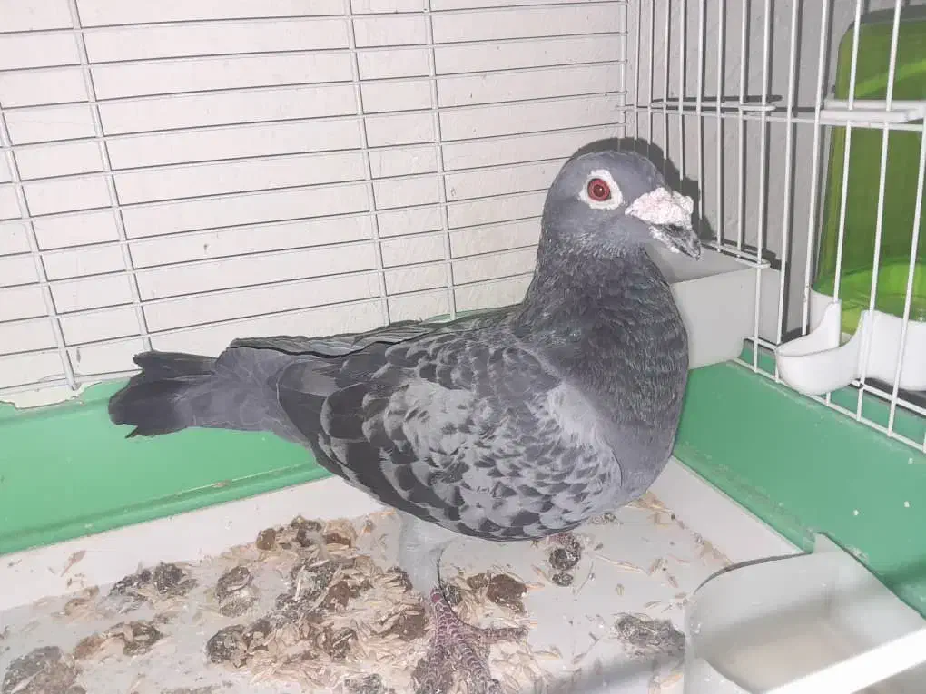 کبوتر|پرنده|گتوند, |دیوار