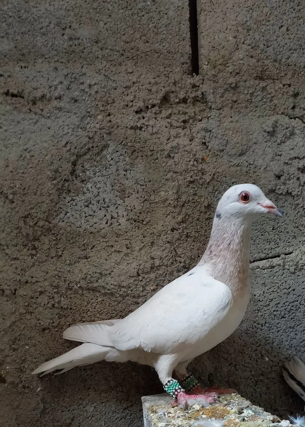 سار ماده|پرنده|طبس, |دیوار