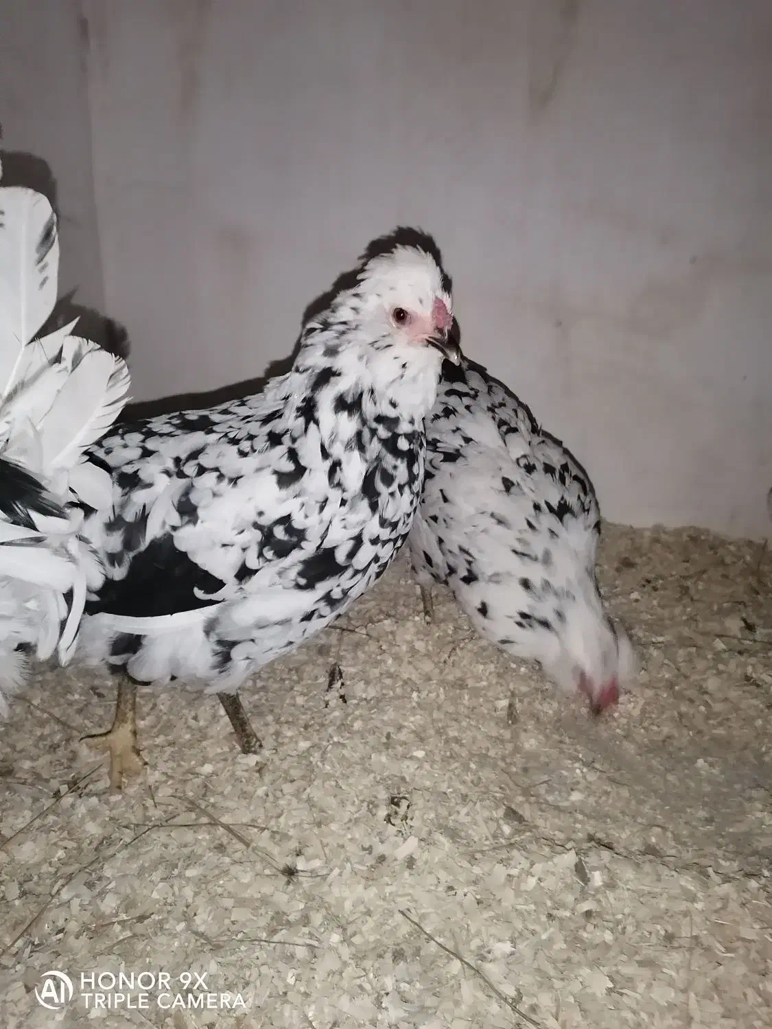 تخم گلین|حیوانات مزرعه|بروجرد, |دیوار