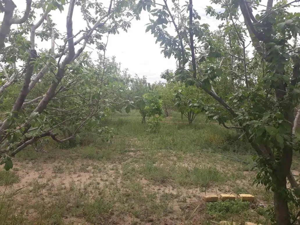 باغ|فروش خانه و ویلا|گلبهار, نوبهار|دیوار