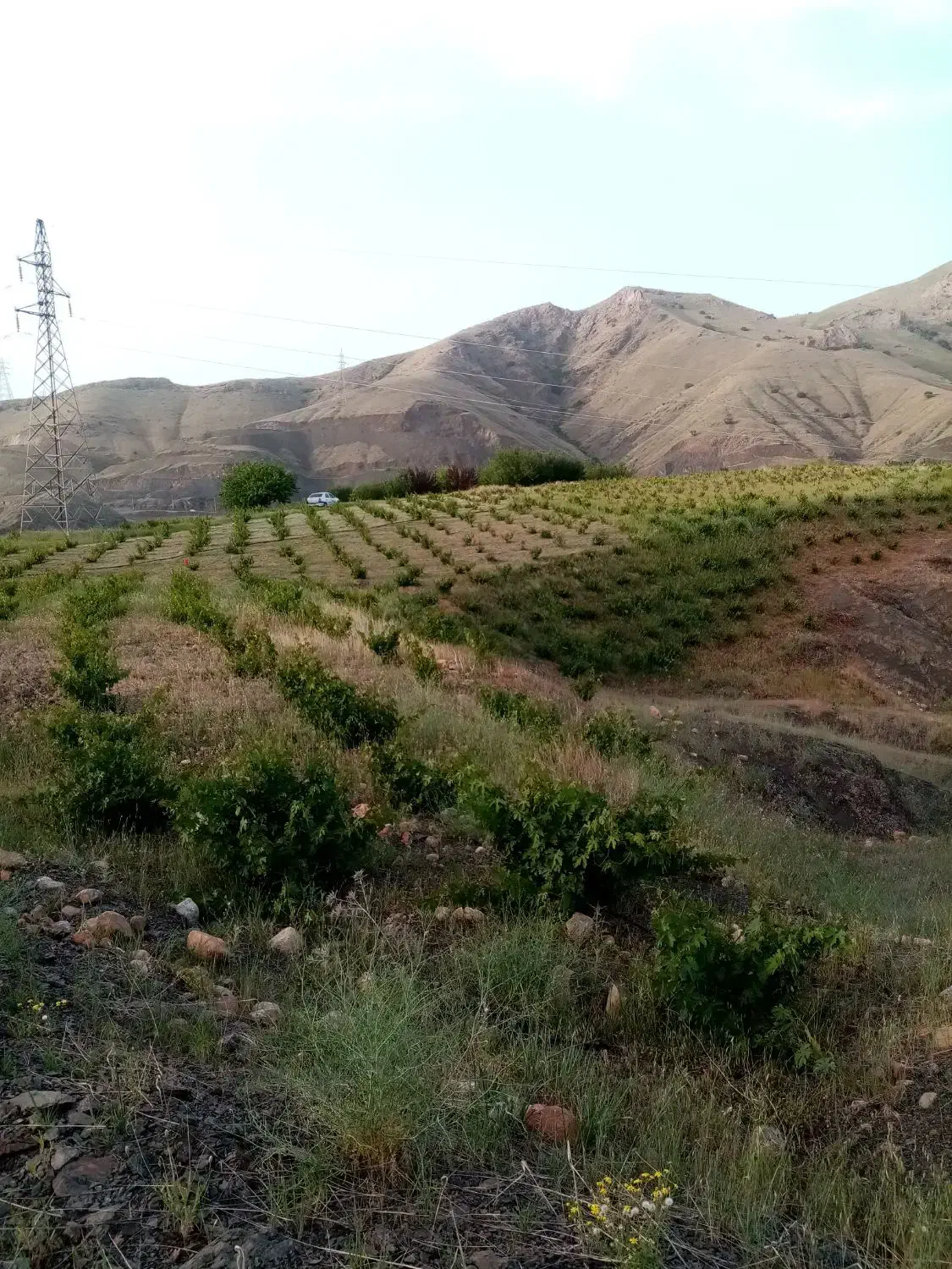 مشارکتی باغ|اجارهٔ دفتر صنعتی، کشاورزی، تجاری|موچش, |دیوار