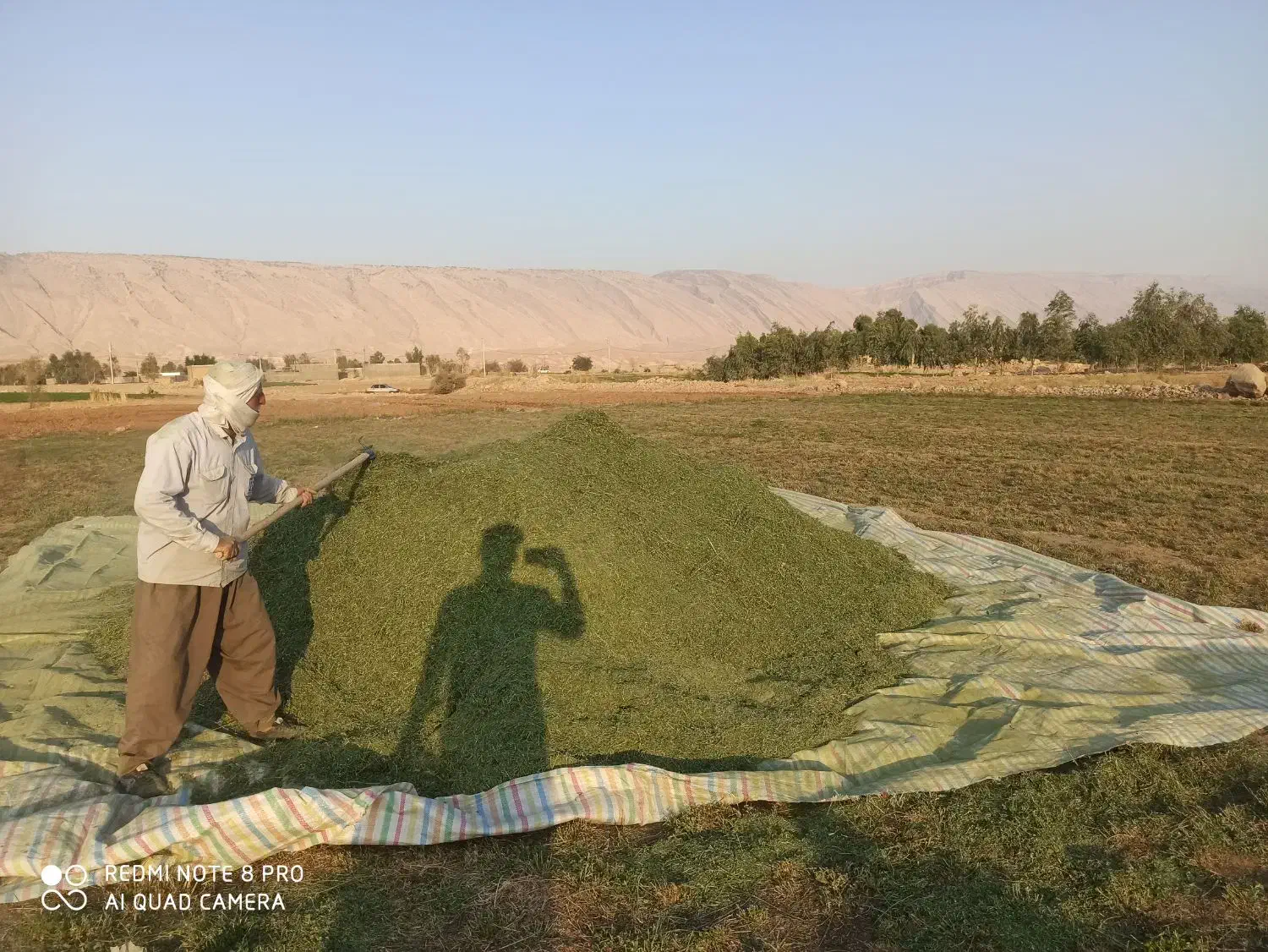یه تن یونجه درجه یک|حیوانات مزرعه|پلدختر, |دیوار