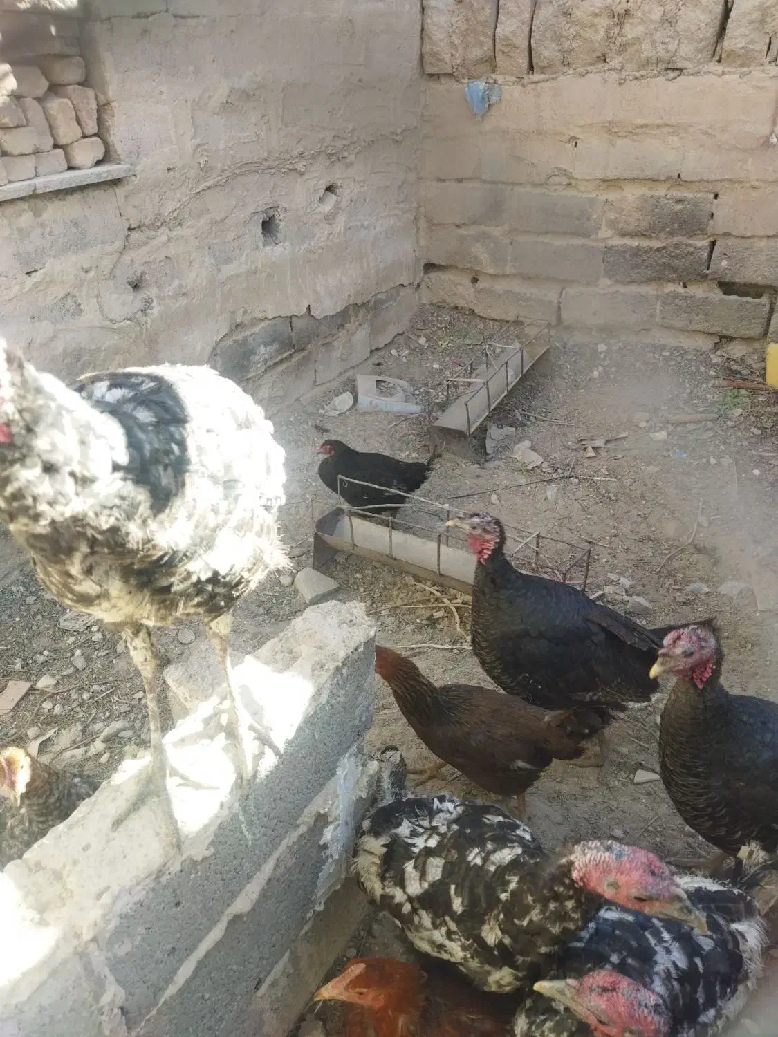 تعدادی بوقلمون|حیوانات مزرعه|کرمان, |دیوار