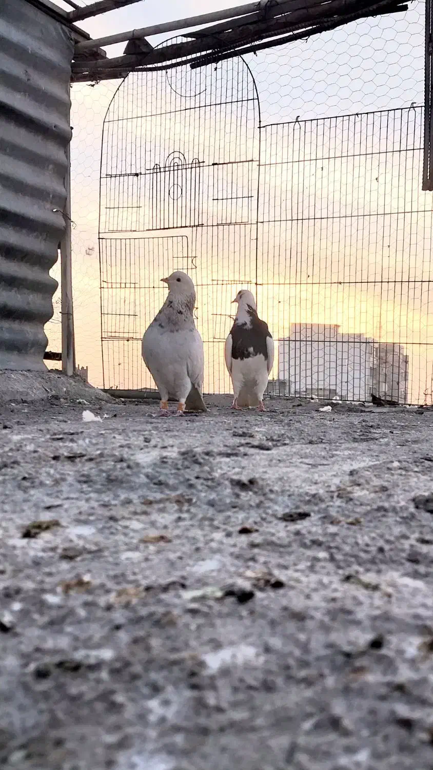 کفتر|پرنده|فردوسیه, |دیوار