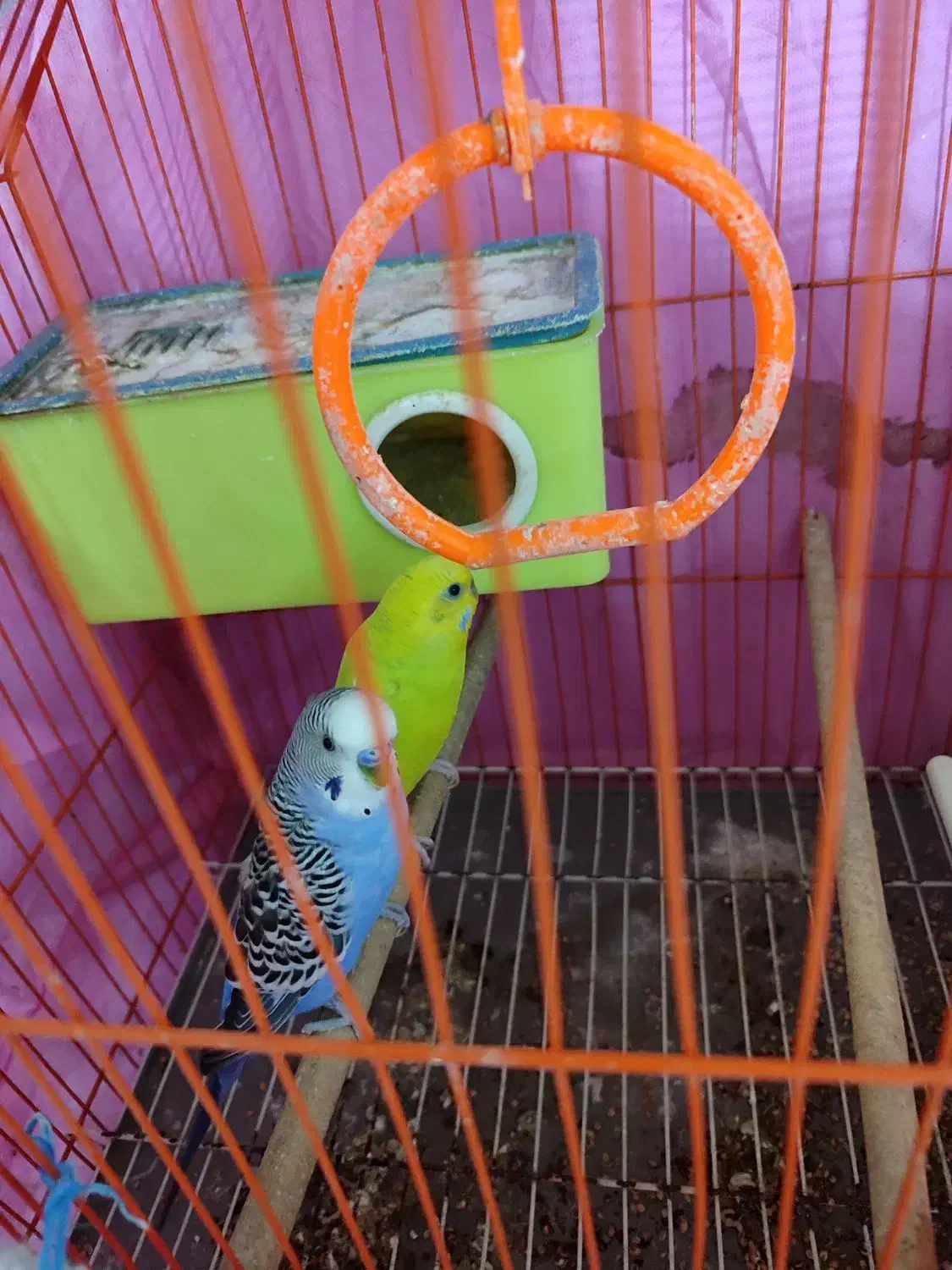 مرغ عشق|پرنده|خرمشهر, |دیوار