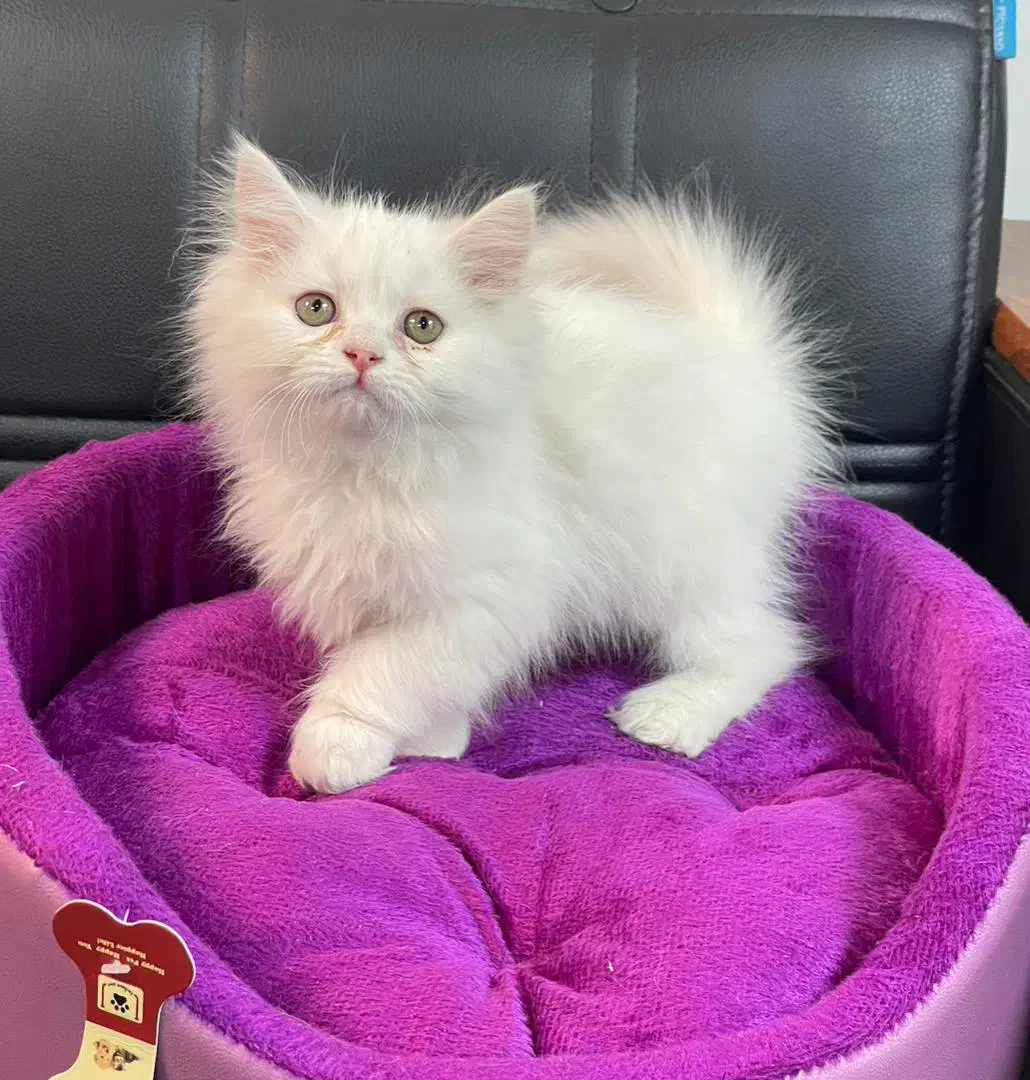 گربه. بریتیش. اسکاتیش. پرشین.|گربه|تهران, آبشار تهران (دریاچه)|دیوار