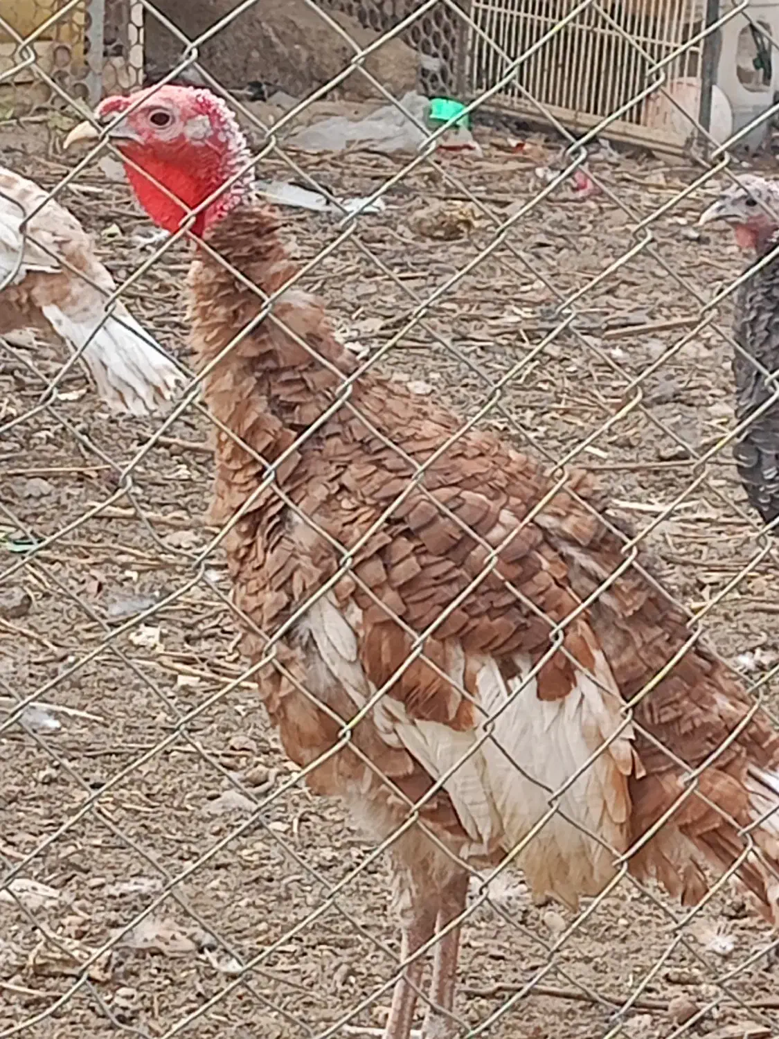 بوقلمون بالغ|حیوانات مزرعه|ابهر, |دیوار