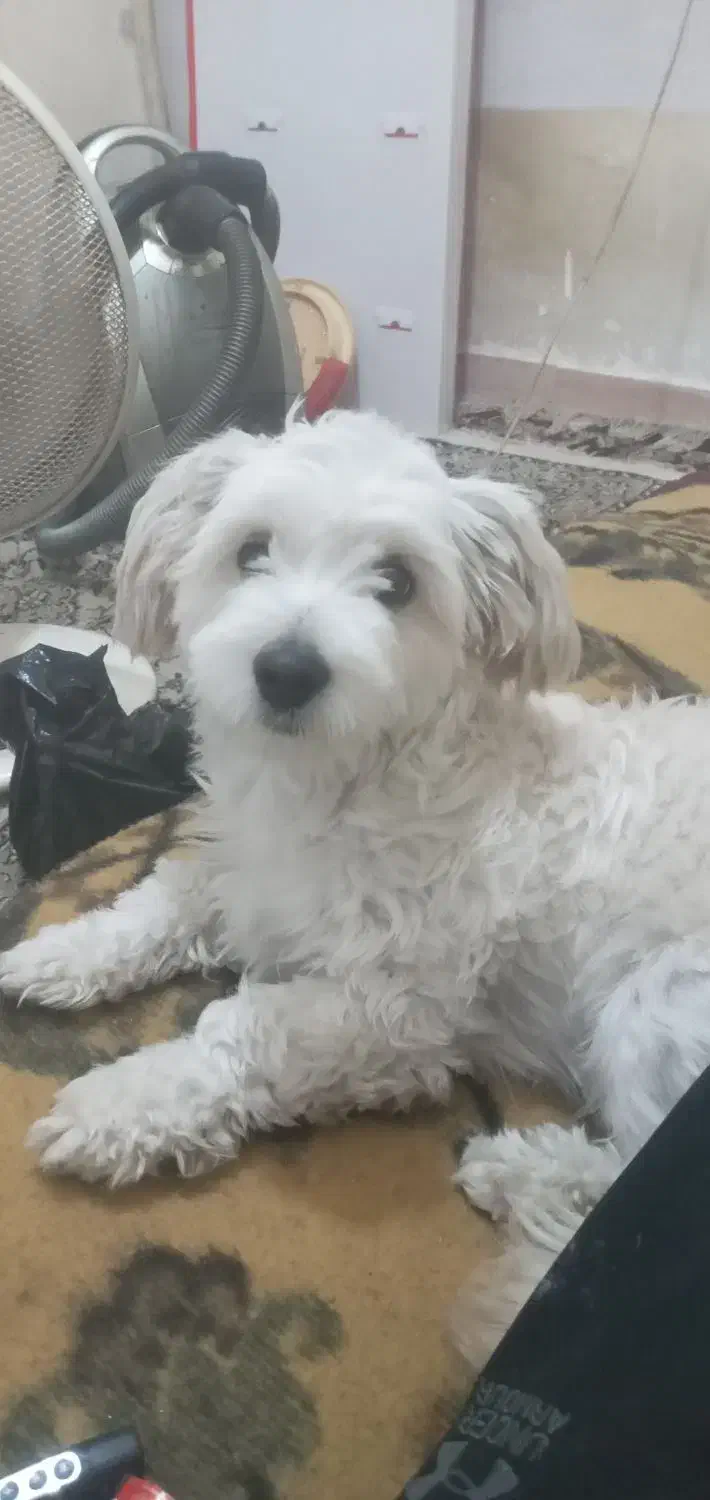 سگ اشپیتز تریر|سگ|رشت, جماران|دیوار