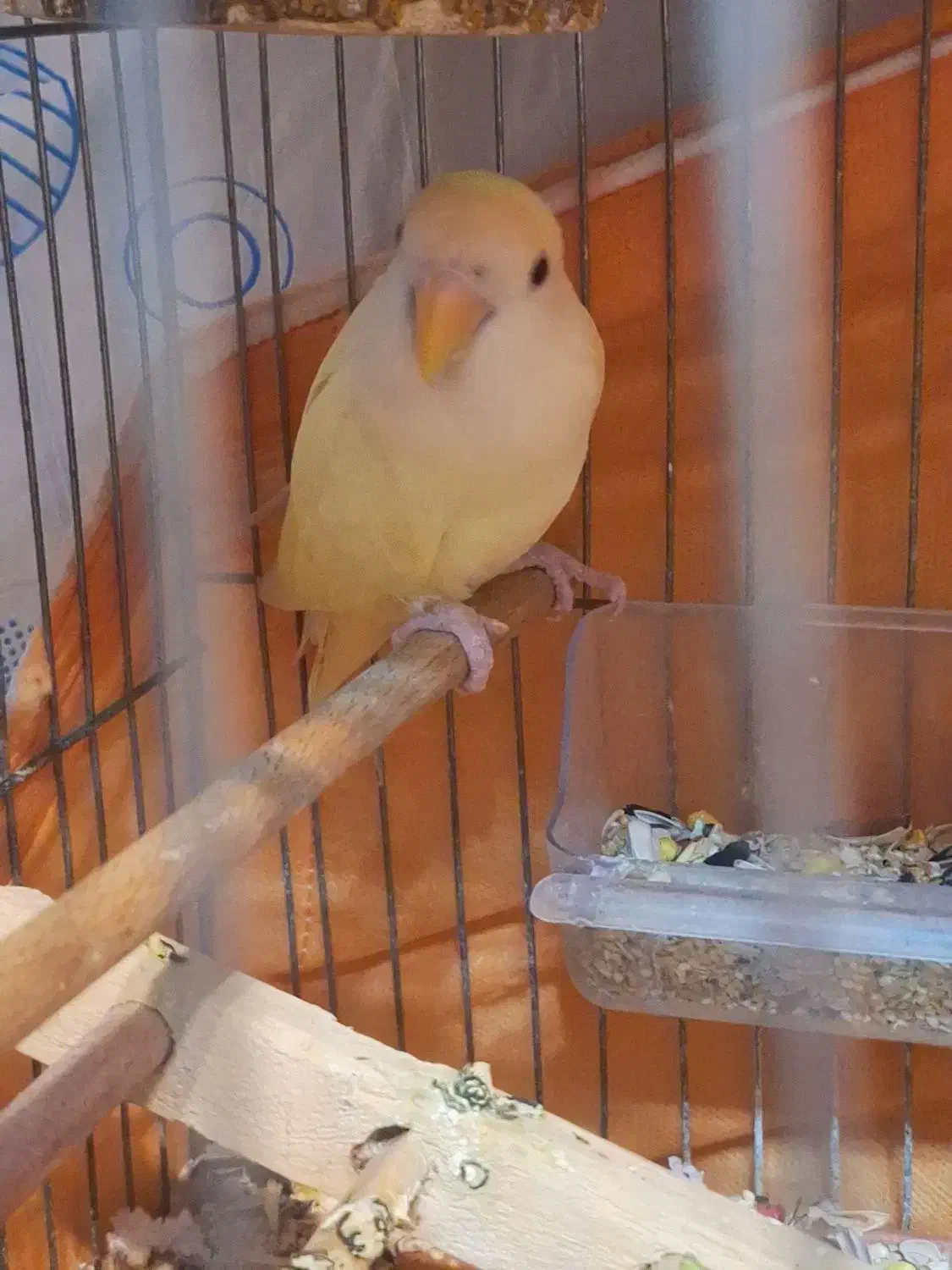 طوطی برزیلی کرمینو|پرنده|ارومیه, |دیوار