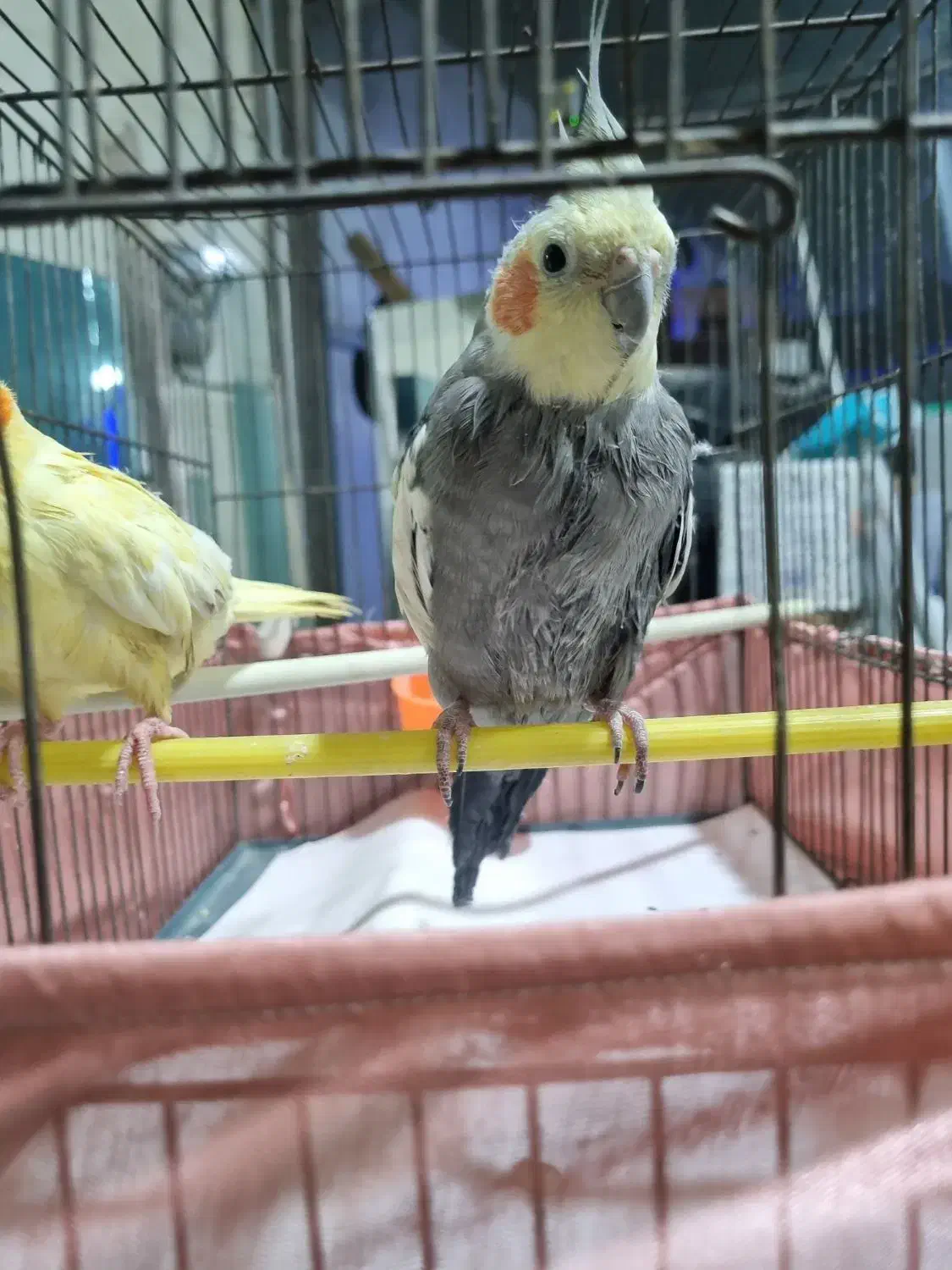 عروس هلندی نروماده|پرنده|شاهدشهر, |دیوار