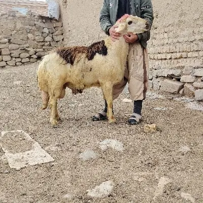 قوچ|حیوانات مزرعه|مشهد, سلام|دیوار