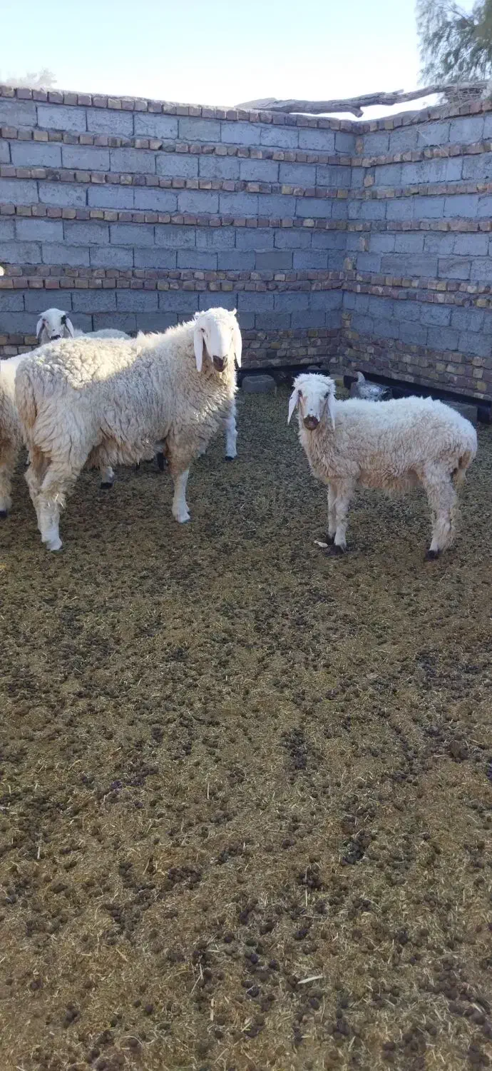 بره نر|حیوانات مزرعه|زابل, |دیوار