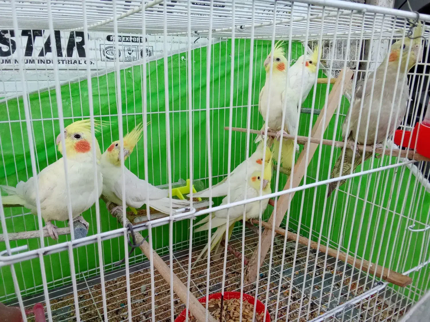 قناری عروس دستی|پرنده|مشهد, نظام دوست|دیوار