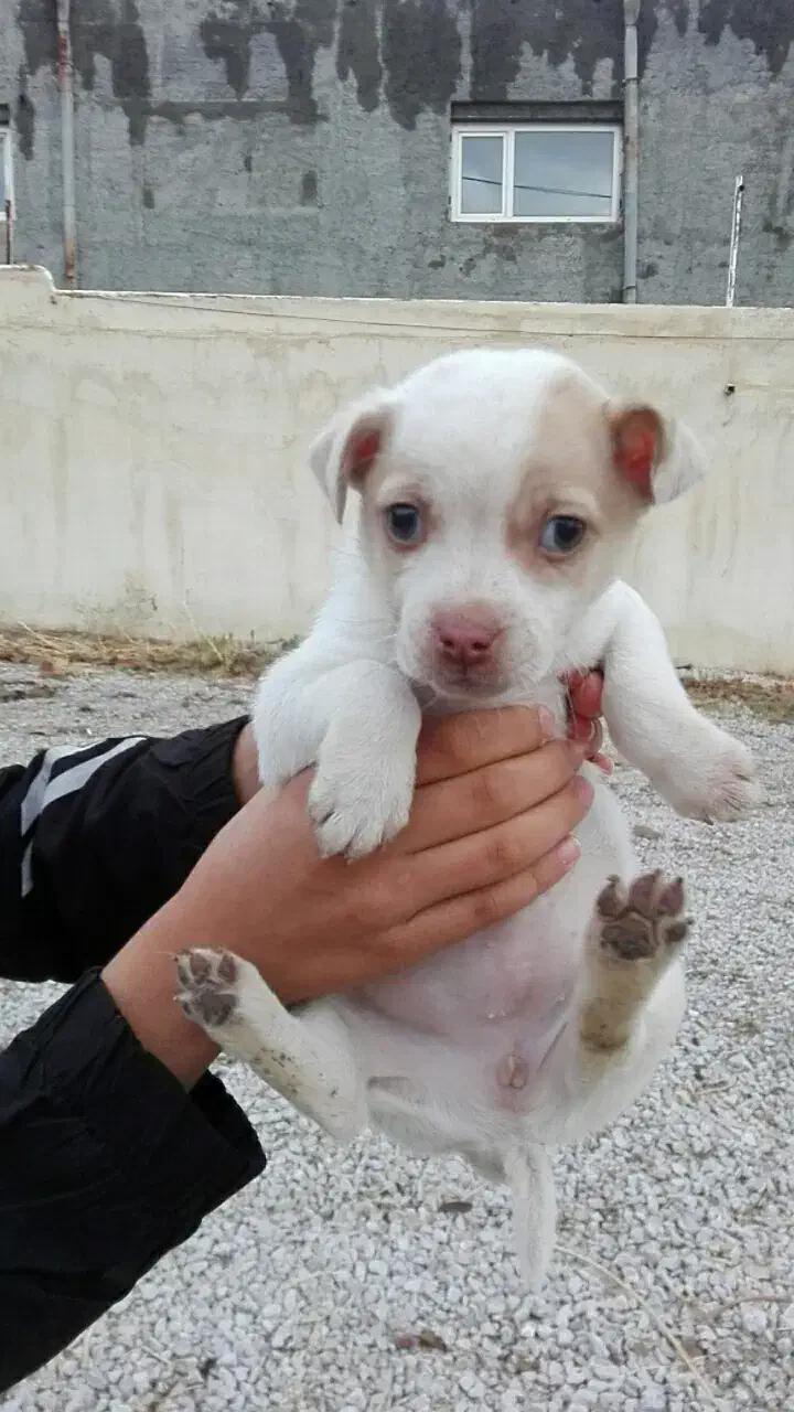 2تاتوله یکی نریکی ماده 2ماهه|سگ|کرمانشاه, |دیوار