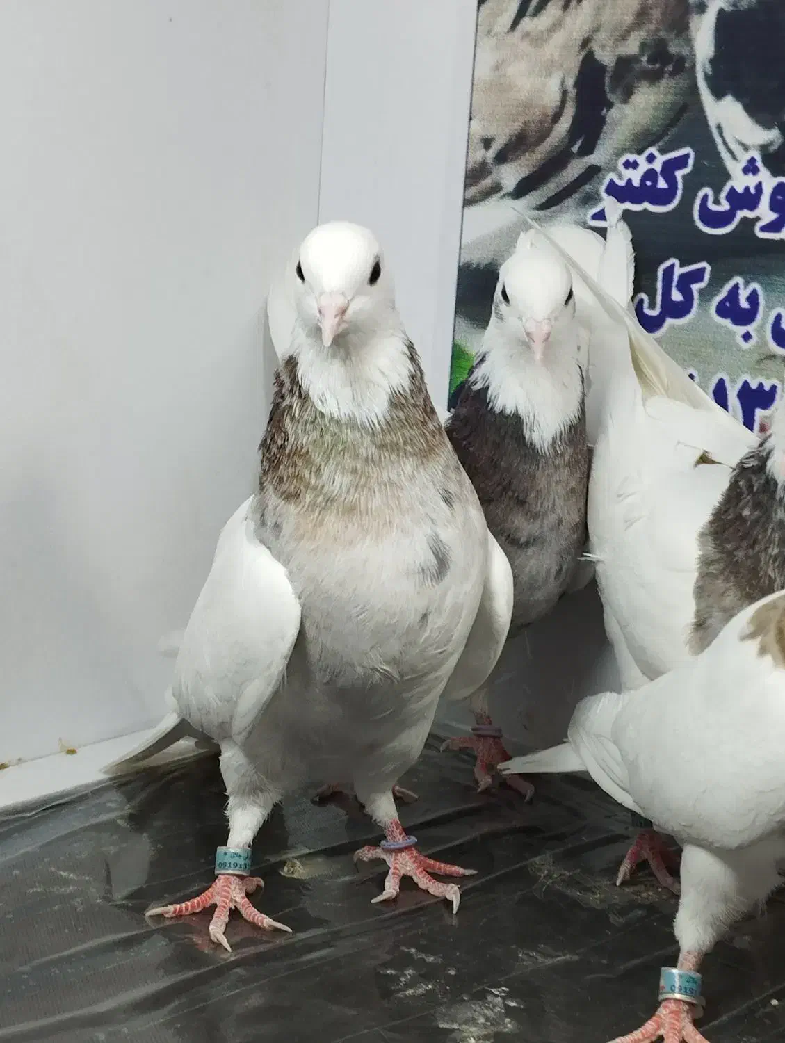 کفتر طوقی نسل دار|پرنده|پاکدشت, پاکدشت (مامازند)|دیوار