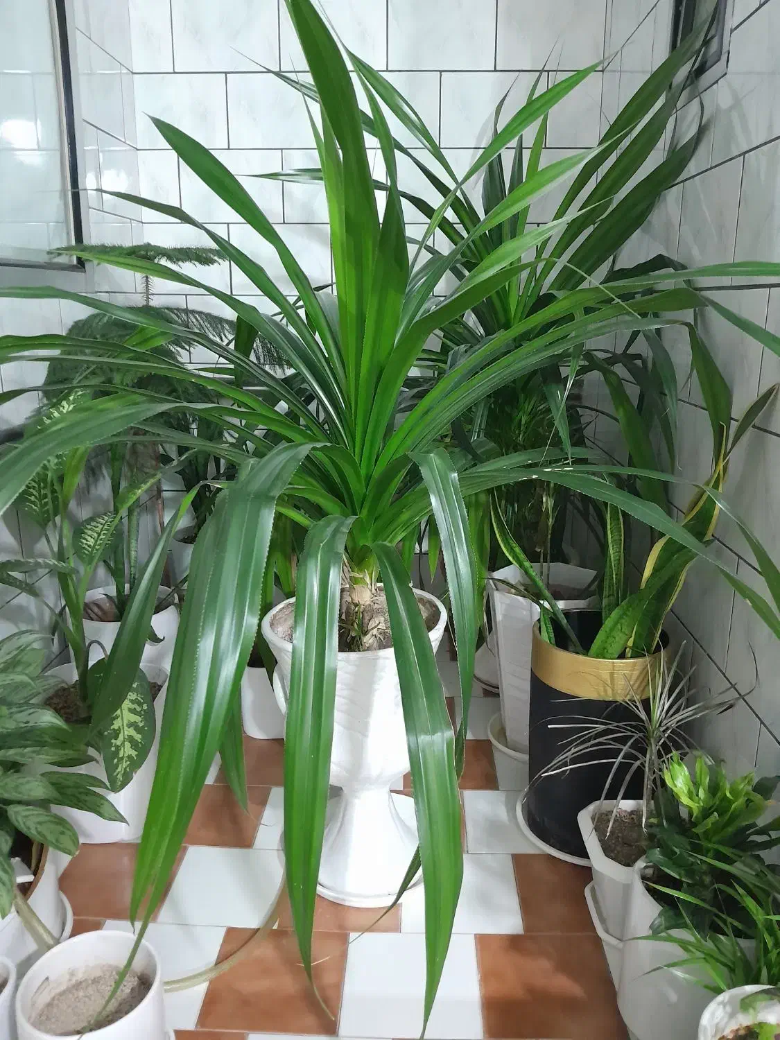 گل طبیعی|گل و گیاه طبیعی|کرمانشاه, |دیوار