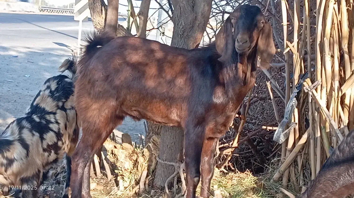 بز نری چپشت نژاد دار ابستن|حیوانات مزرعه|جیرفت, |دیوار