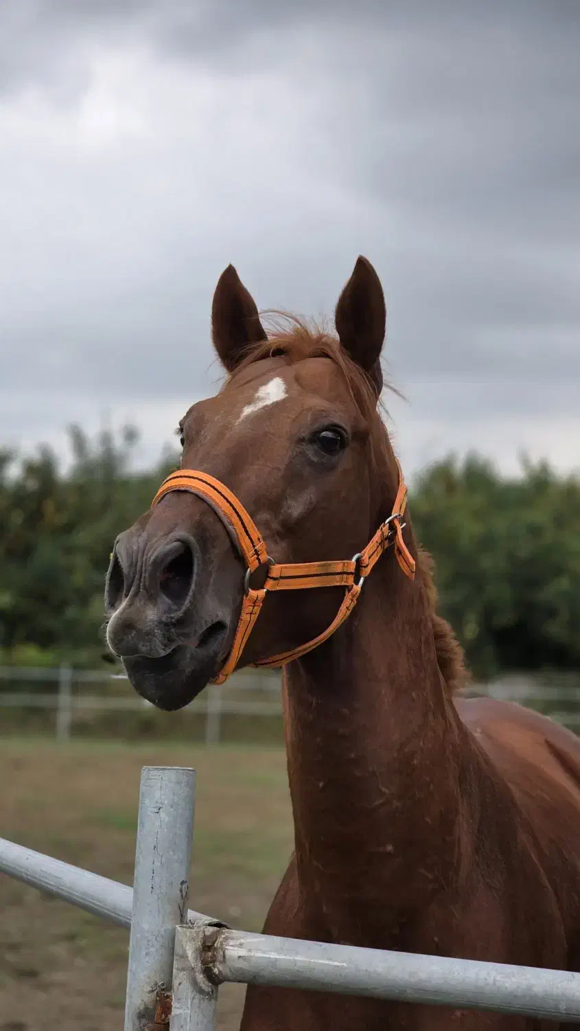 آموزش سوارکاری و مربی گری|خدمات آموزشی|قائمشهر, |دیوار