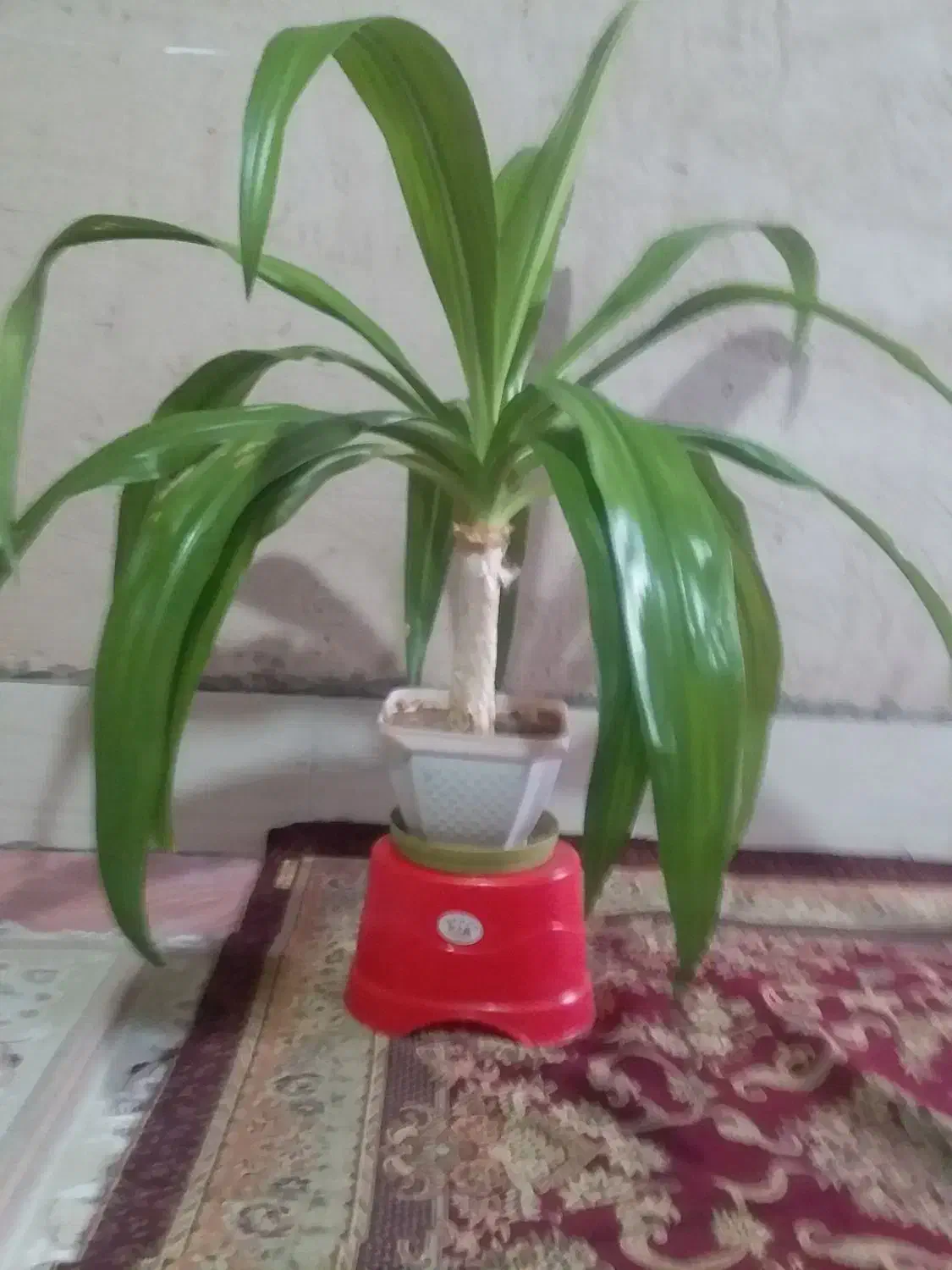 گل ذرتی|گل و گیاه طبیعی|فسا, |دیوار