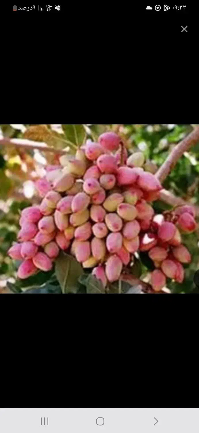 خرید و فروش پسته|خوردنی و آشامیدنی|تربت جام, شهید مدرس|دیوار
