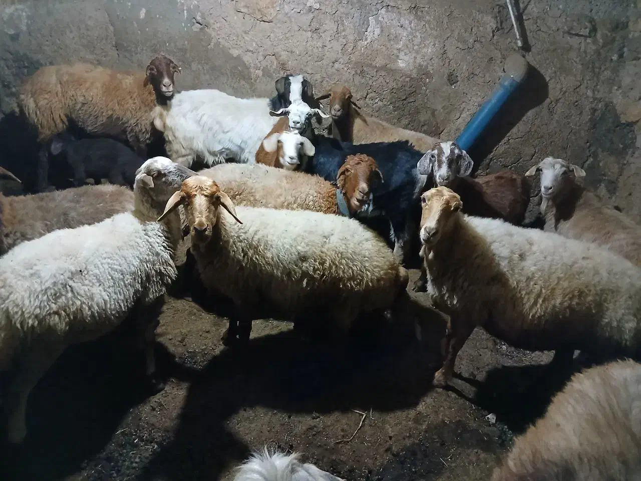 فروش دام|حیوانات مزرعه|شاهرود (اردبیل), |دیوار