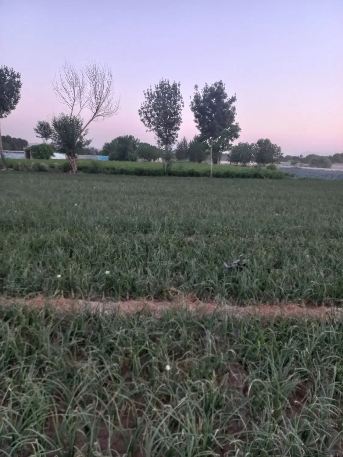 فروش زمین|فروش دفتر صنعتی، کشاورزی، تجاری|فلاورجان, |دیوار